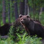 Forest bear - Remo Savisaar