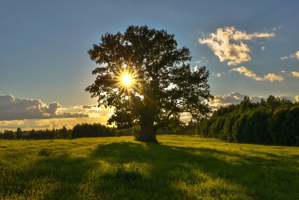 Tamme-Lauri Oak by Abrget47j, Wikimedia Commons