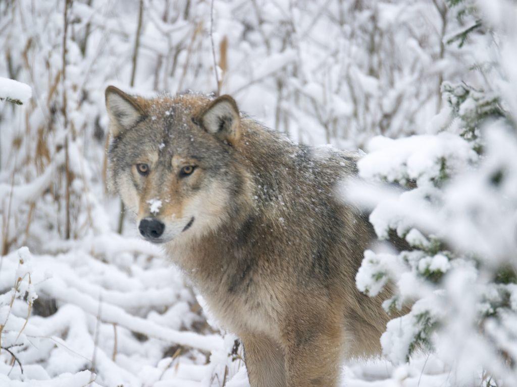 Estonia picks the wolf as the national animal