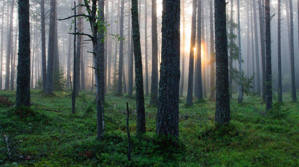 Forest in Estonia. Photo by Sven Zacek.