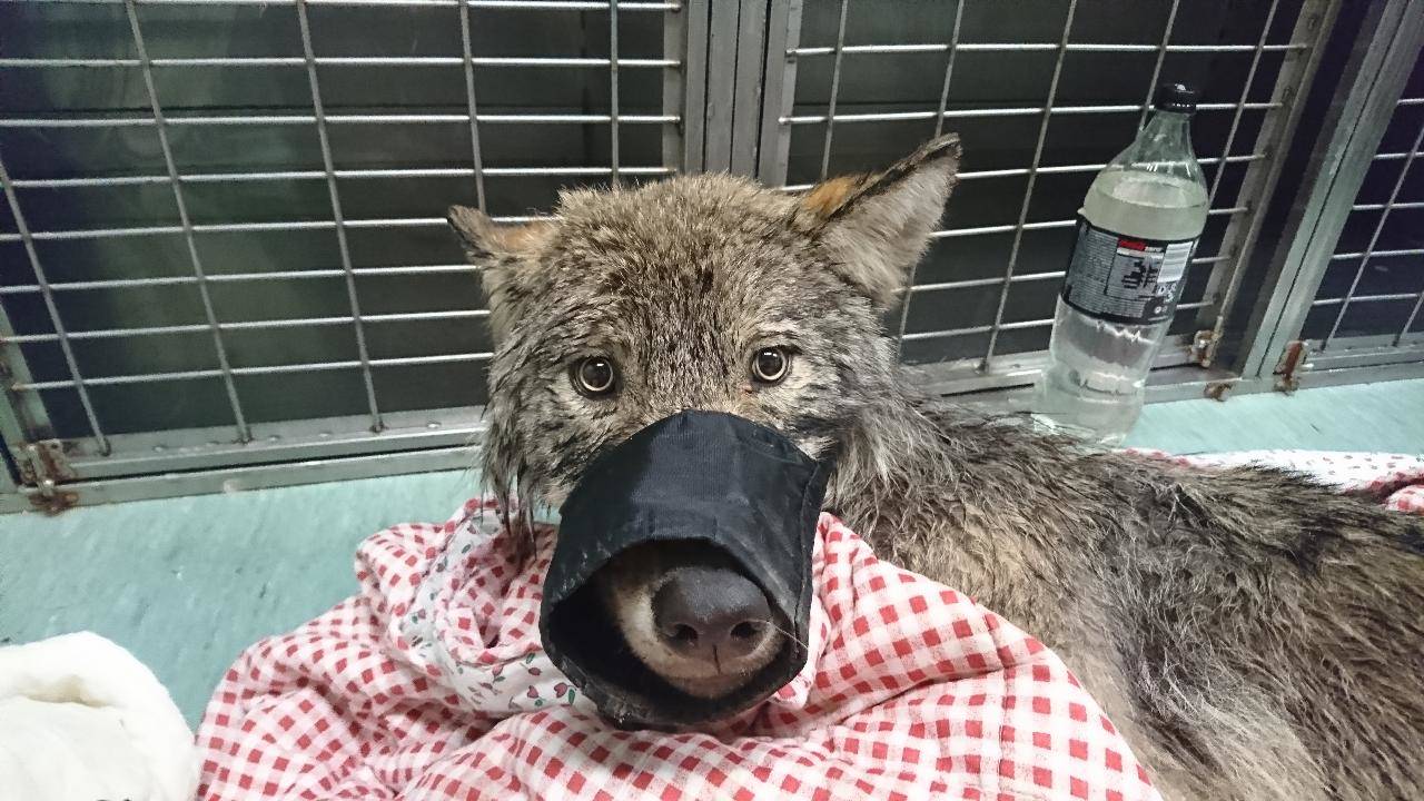 wolf rescued I