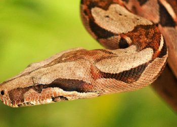 Boa_constrictor_closeup