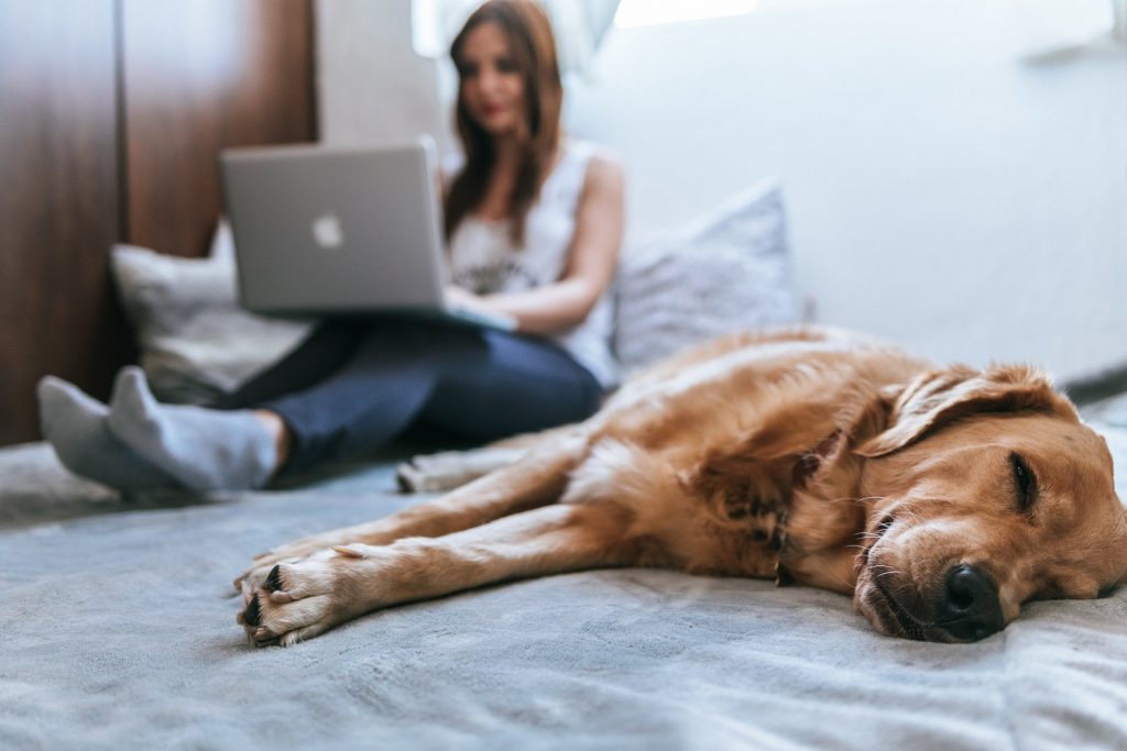 Woman using internet on her laptop, while her dog sleeps. Photo by Bruno Cervera on Unsplash.