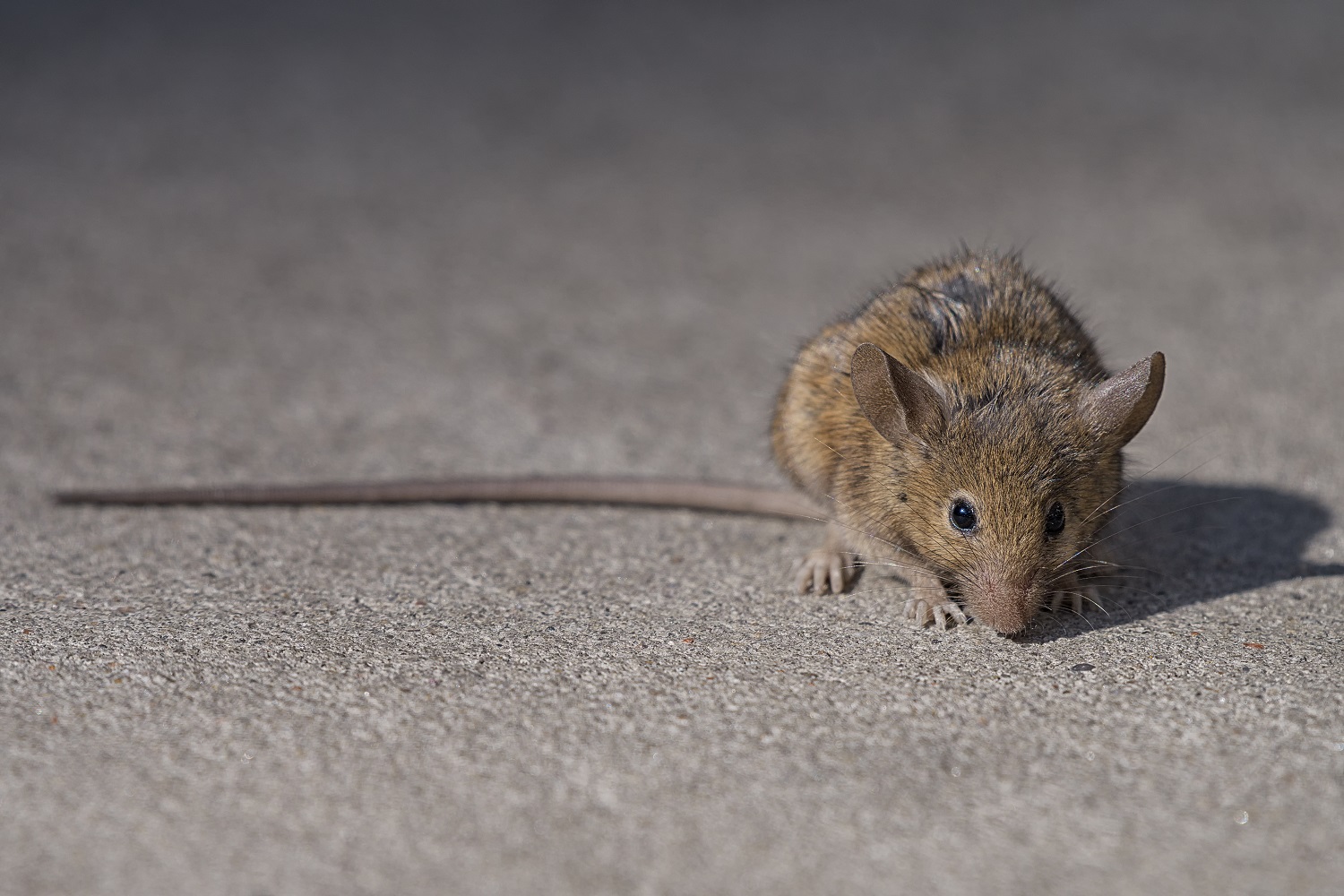 Rat attack Rodents disrupt Estonia’s digital state