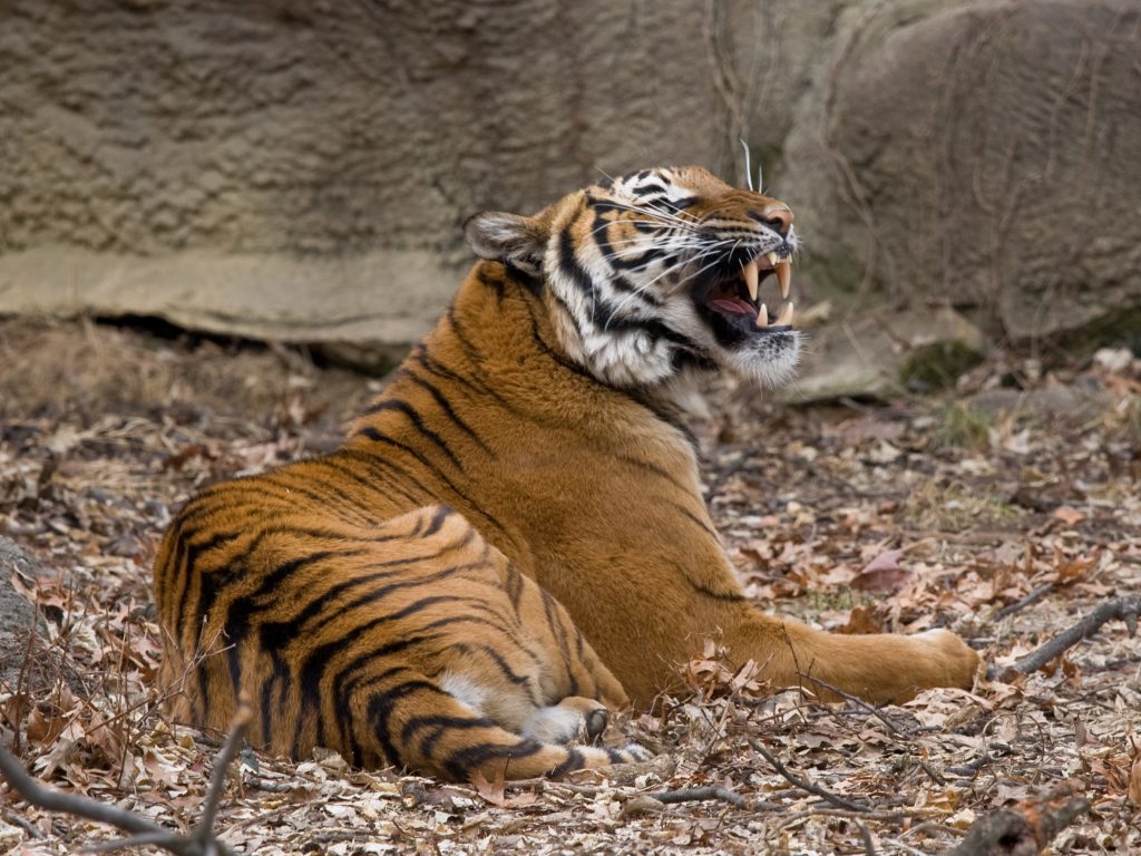 Coronavirus News: Tiger at NYC's Bronx Zoo Tests Positive - Bloomberg