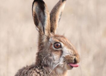 Christo Pihlamäe won in the Natural World and Wildlife Open Category with his image of a hare sticking out its tongue. Photo by Christo Pihlamäe/the Sony World Photography Awards.