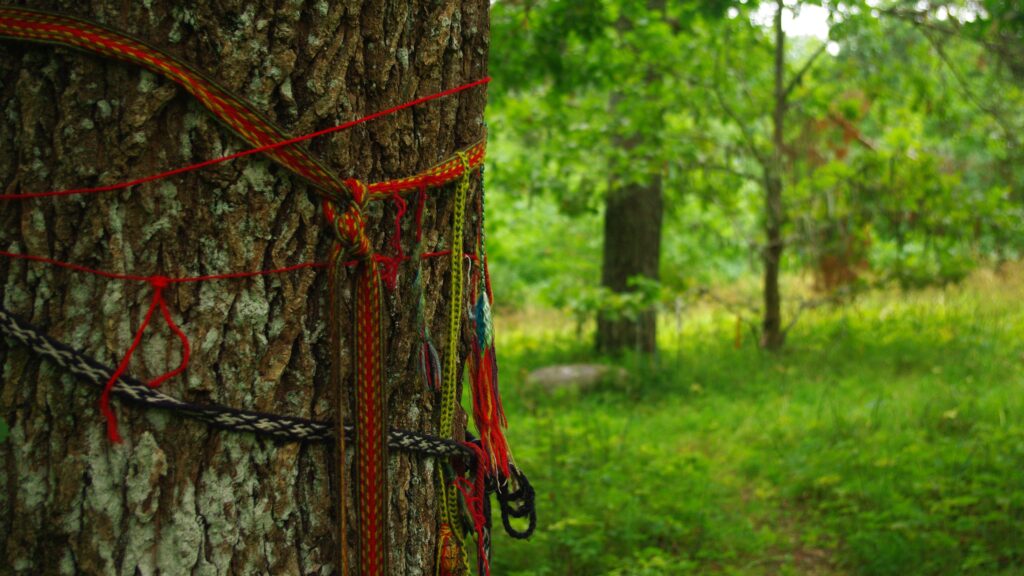 A sacred oak tree at Tammealuse, Estonia. The image is illustrative. Photo by Mana Kaasik, shared under the Creative Commons CC BY-SA 3.0 licence.