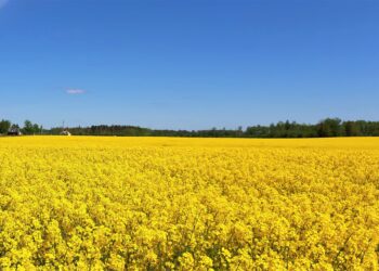 A rapeseed field, resembling the Ukrainian flag colours, in Estonia. Photo by Mati Tambur.