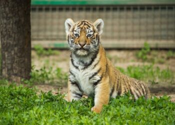 A tiger cub at Feldman Ecopark in Kharkiv. Photo by Feldman Ecopark.