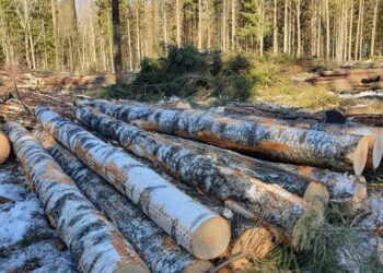 The war on Estonian forests