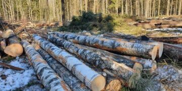 The war on Estonian forests