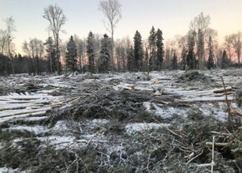 Forest cut in Estonia.  Photo by Päästame Eesti Metsad NGO.