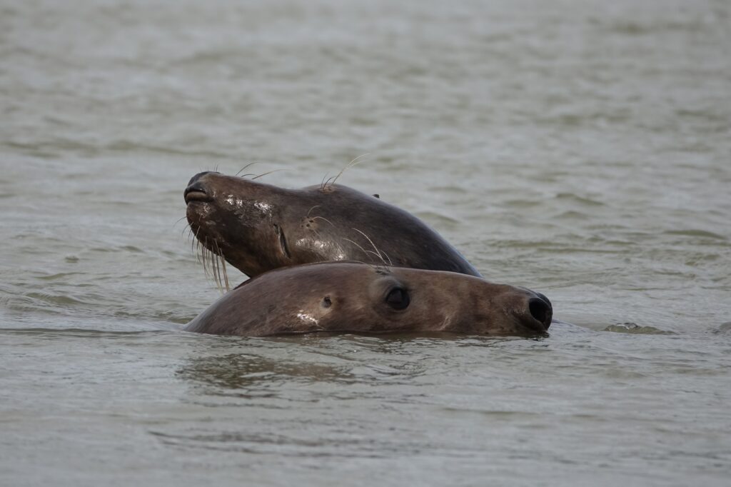 Grey seals swimming in the sea. Photo by Adrien Stachowiak on Unsplash.