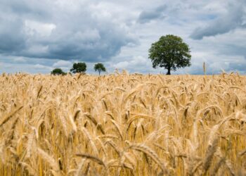 Rye growing on a field. The photo is illustrative. Photo by Kai Pilger on Unsplash.