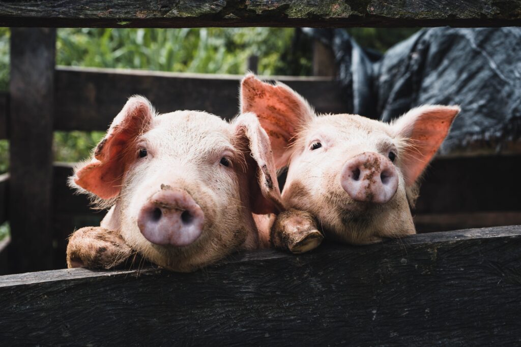 Organic pig farming is not very popular in Estonia. Photo by Kenneth Schipper Vera on Unsplash.