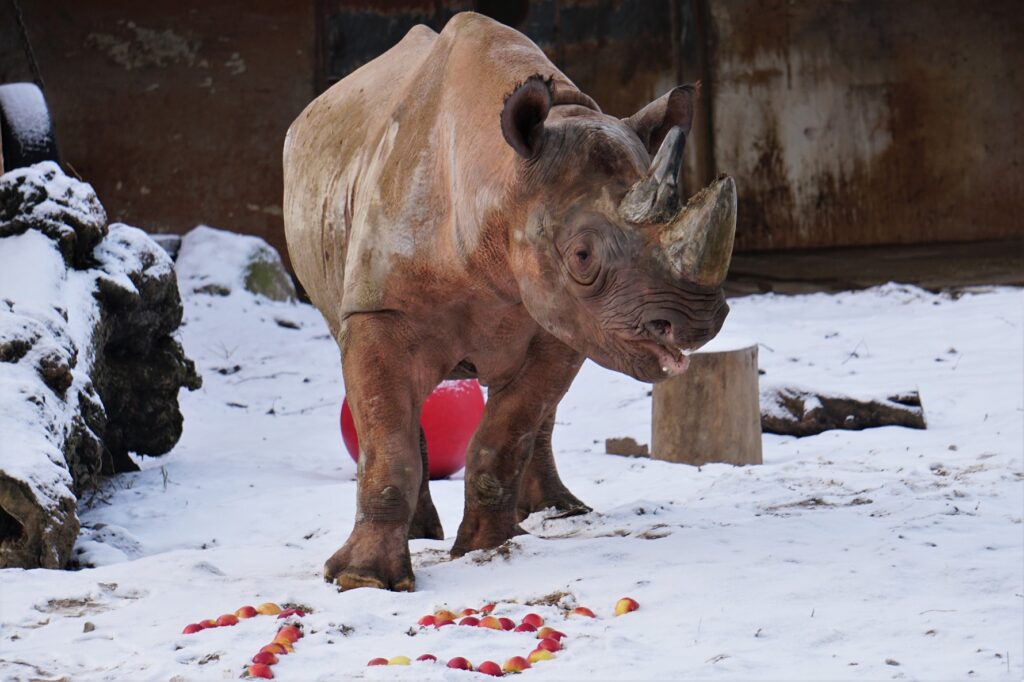 Kigoma, a 13-year-old male black rhinoceros, died as a result of an accident at Tallinn Zoo around noon on 19 June after wedging its head between two metal poles and not being able to free itself. Photo by Tallinn Zoo.