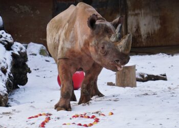 Kigoma, a 13-year-old male black rhinoceros, died as a result of an accident at Tallinn Zoo around noon on 19 June after wedging its head between two metal poles and not being able to free itself. Photo by Tallinn Zoo.