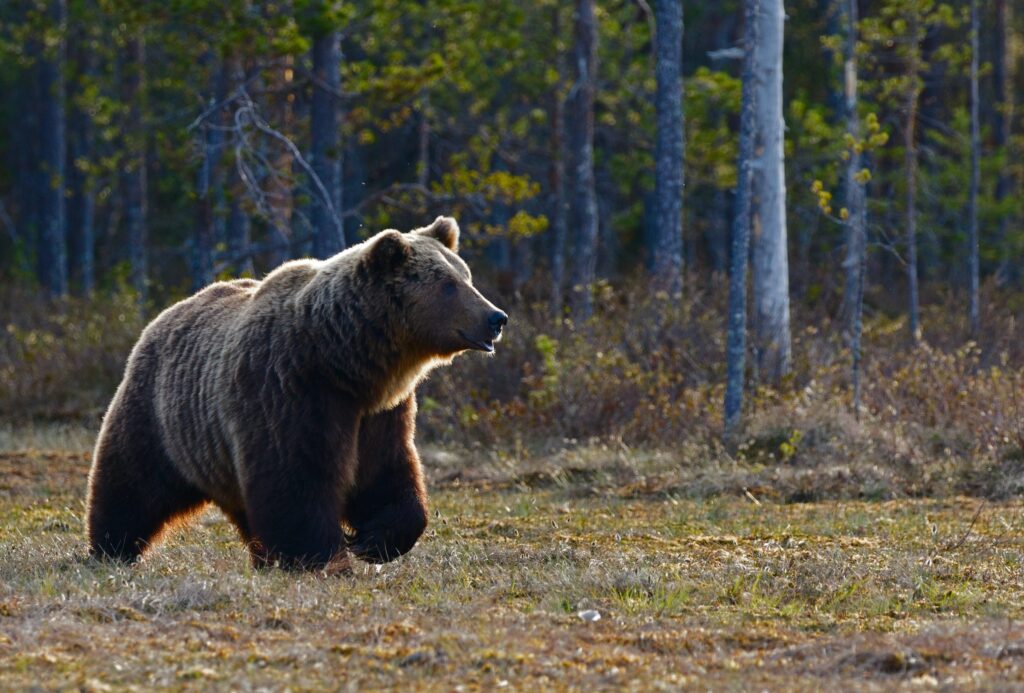 A brown bear in the woods. Photo by Zdeněk Macháček on Unsplash.