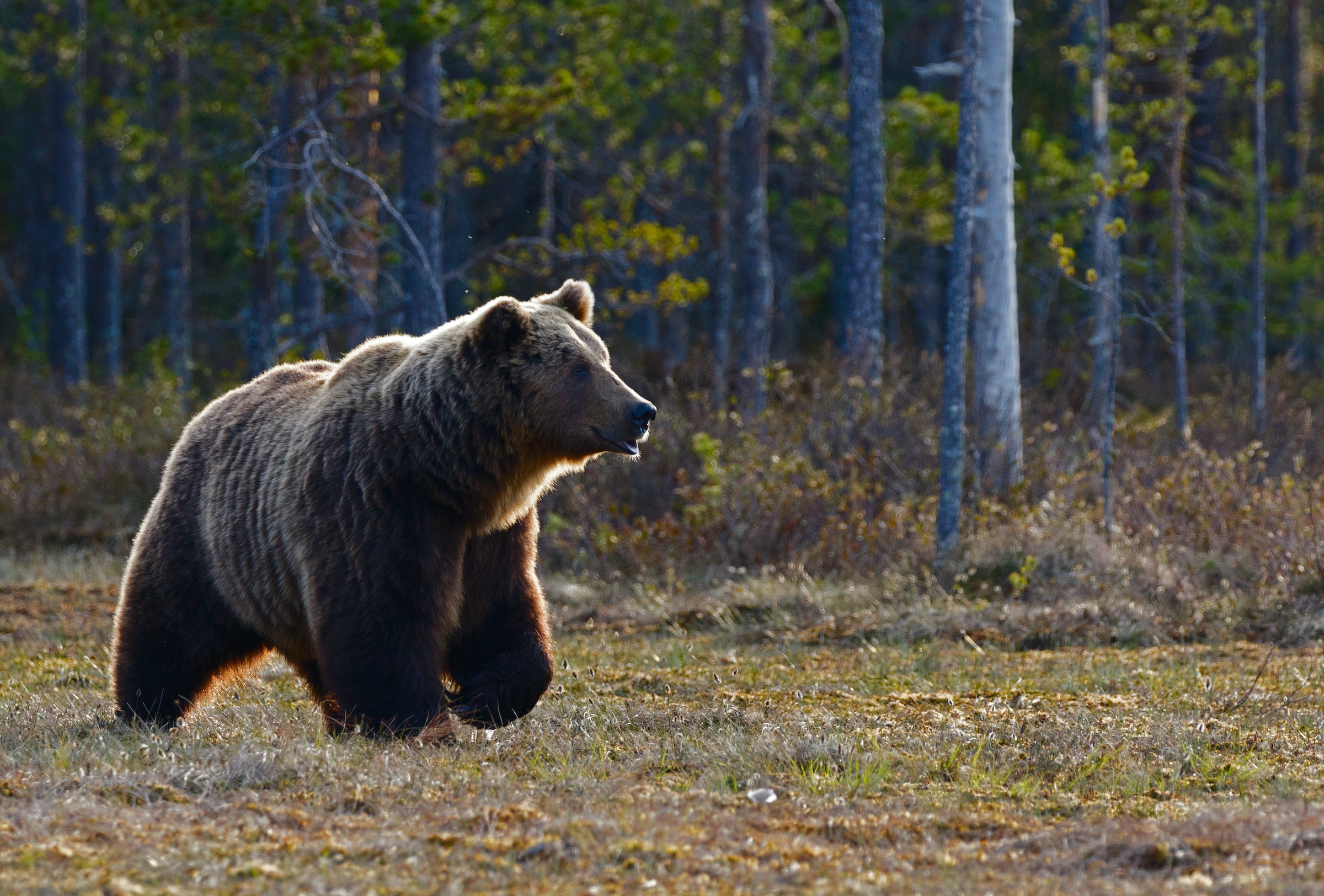 Hunters have shot 31 bears in Estonia this year - Vimarsana News