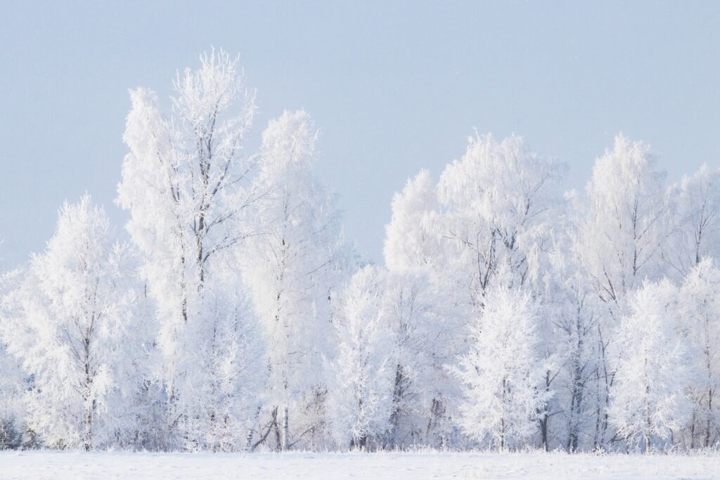 A winter forest in Estonia. Photo by Karl Ander Adami.