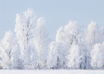 A winter forest in Estonia. Photo by Karl Ander Adami.