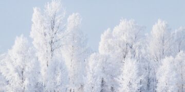 A winter forest in Estonia. Photo by Karl Ander Adami.
