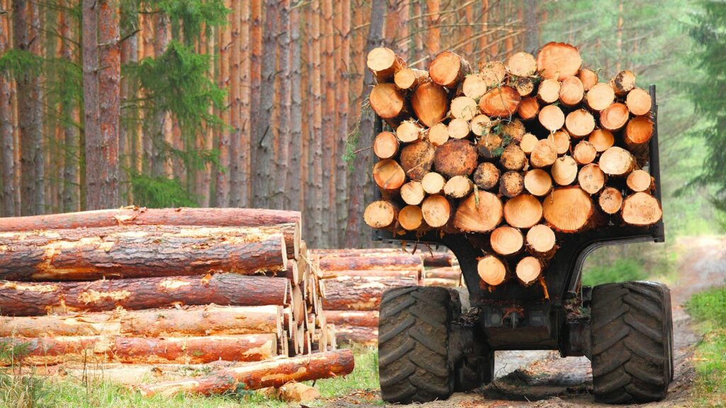 According to an investigation, nearly €90 million worth of Russian timber has been smuggled into Estonia. The picture is illustrative. Photo by Getty Images on Unsplash.