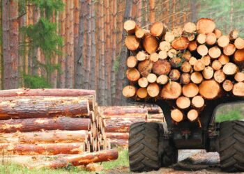 According to an investigation, nearly €90 million worth of Russian timber has been smuggled into Estonia. The picture is illustrative. Photo by Getty Images on Unsplash.