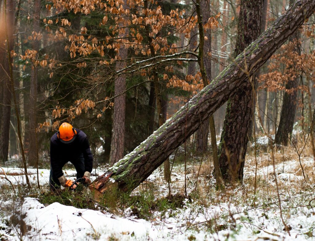 A lumberjack cutting trees in the woods. Photo by Markus Spiske on Unsplash.