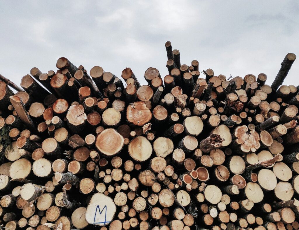 Cut wood in a forest. Photo by Mika Korhonen on Unsplash.