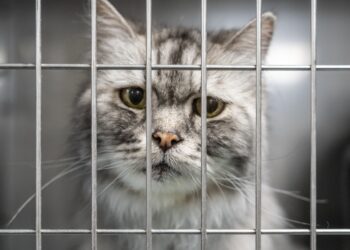 CAT-03983 Large