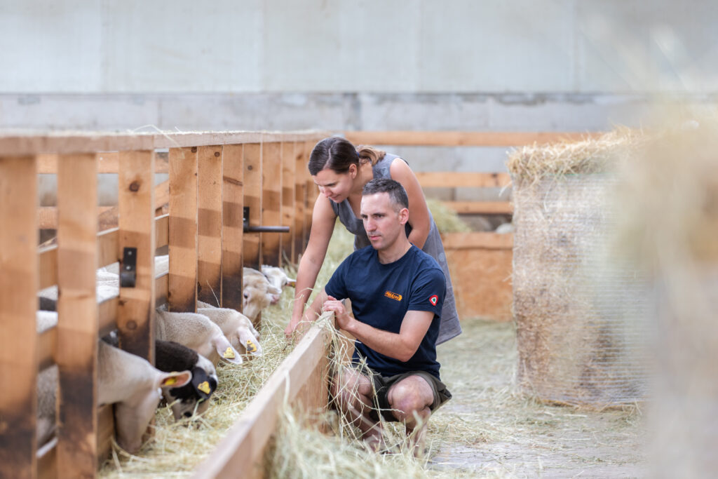As a trained livestock breeder, Denis deliberately chose rare Lacaune dairy sheep for his farm, whose milk is used to produce Italian-style gourmet cheeses for the Estonian table. Photo: Mariel Põld.