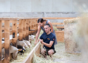 As a trained livestock breeder, Denis deliberately chose rare Lacaune dairy sheep for his farm, whose milk is used to produce Italian-style gourmet cheeses for the Estonian table. Photo: Mariel Põld.