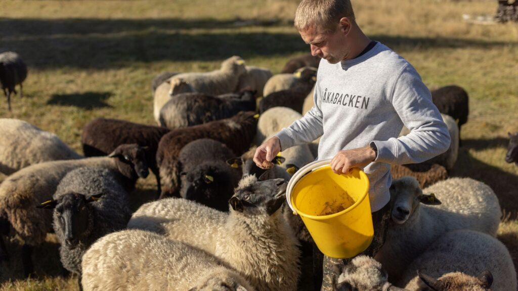 Sheep gather around their Estonian farmer. Photo by Renee Altrov.