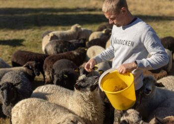 Sheep gather around their Estonian farmer. Photo by Renee Altrov.