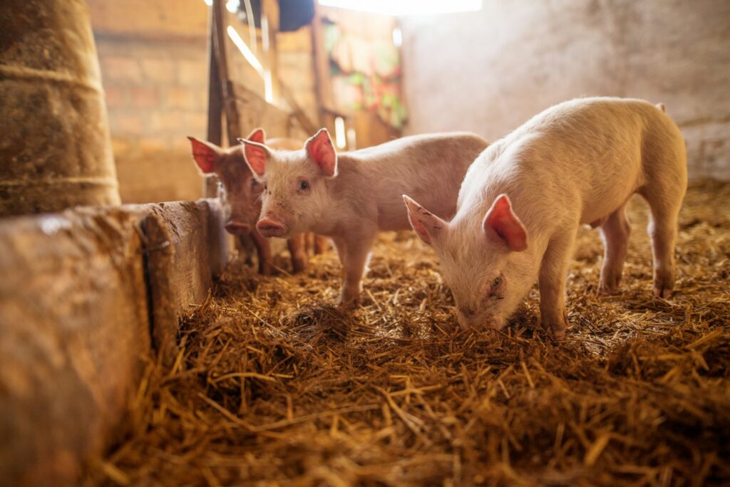 A pig farm. Photo by Getty/Unsplash.