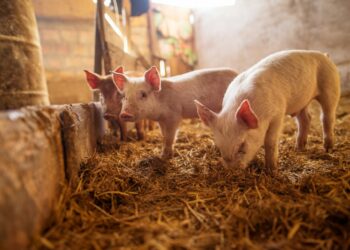 A pig farm. Photo by Getty/Unsplash.