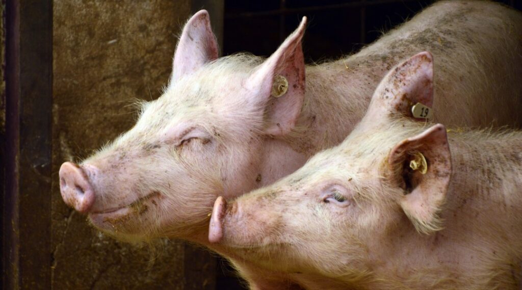 Estonia is bracing for its most serious outbreak of African swine fever in a decade. Photo by the Estonian Veterinary and Food Board.