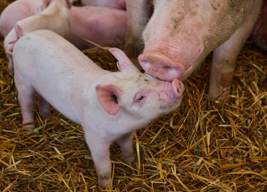 The Ekseko farm in Viljandi County provides about 45 per cent of Estonia’s piglets. Photo by Stefanie Poepken/Unsplash.