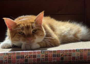 Giulia Galbiati found more than culture in Tallinn – she met a kitten who ended up travelling home with her to Italy. Private collection.