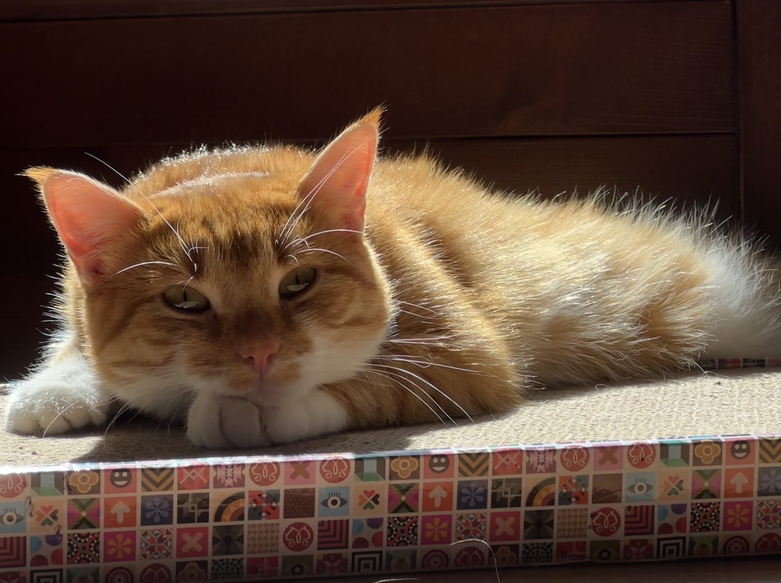 From Tallinn with purrs: how I adopted a cat in Estonia