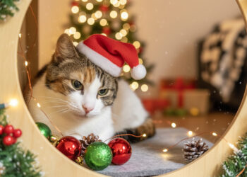 Vioola, waiting for a home – perhaps this Christmas. Photo by Andrea Forlani.