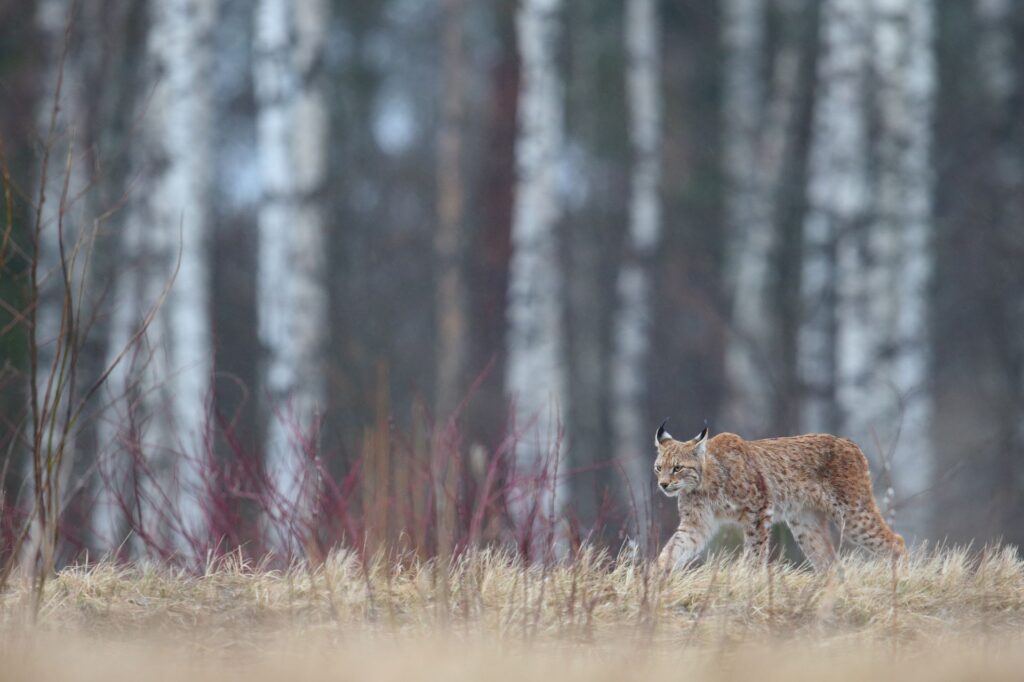 A lynx in Estonia’s forests. Photo: Remo Savisaar.