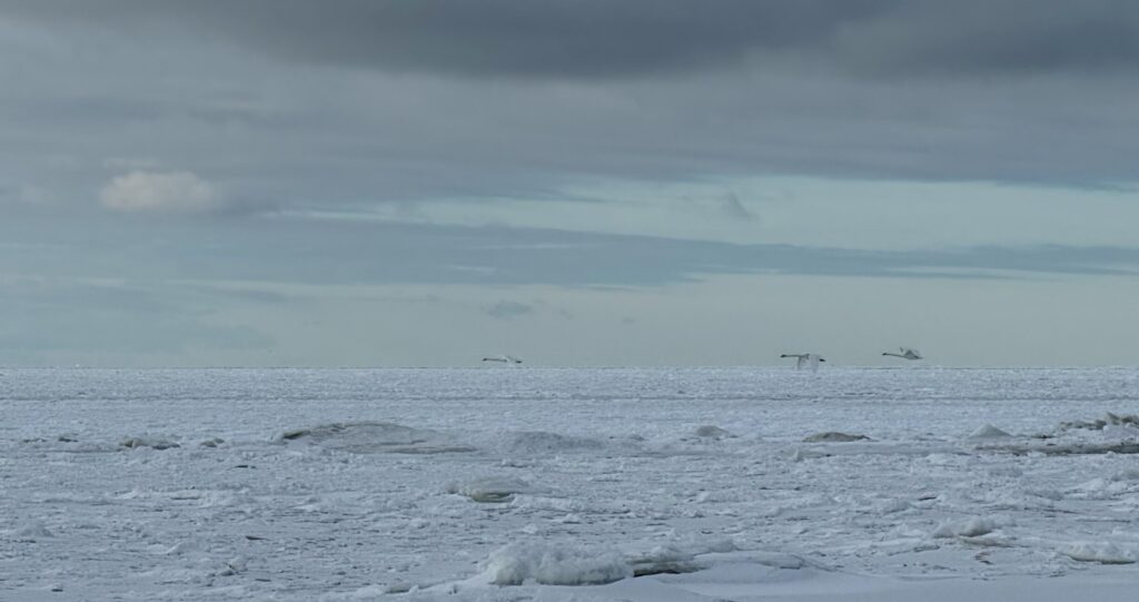 Geese flying over sea ice, seen from the ice road. Photo by David Millington.