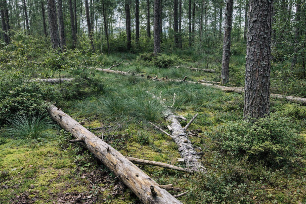 Coarse woody debris in Estonia. Photo by Kristiina Mardi.