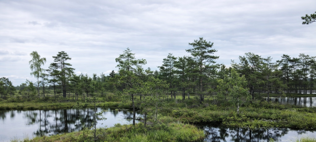An Estonian bog. Photo by Kristiina Mardi.
