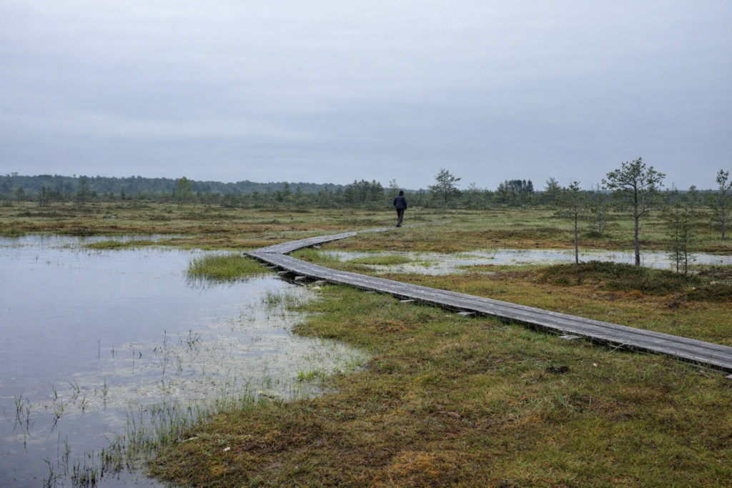 A walk in an Estonian bog. Photo by Kristiina Mardi.
