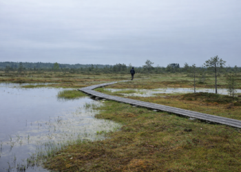 A walk in an Estonian bog. Photo by Kristiina Mardi.