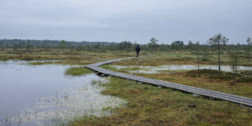 A walk in an Estonian bog. Photo by Kristiina Mardi.