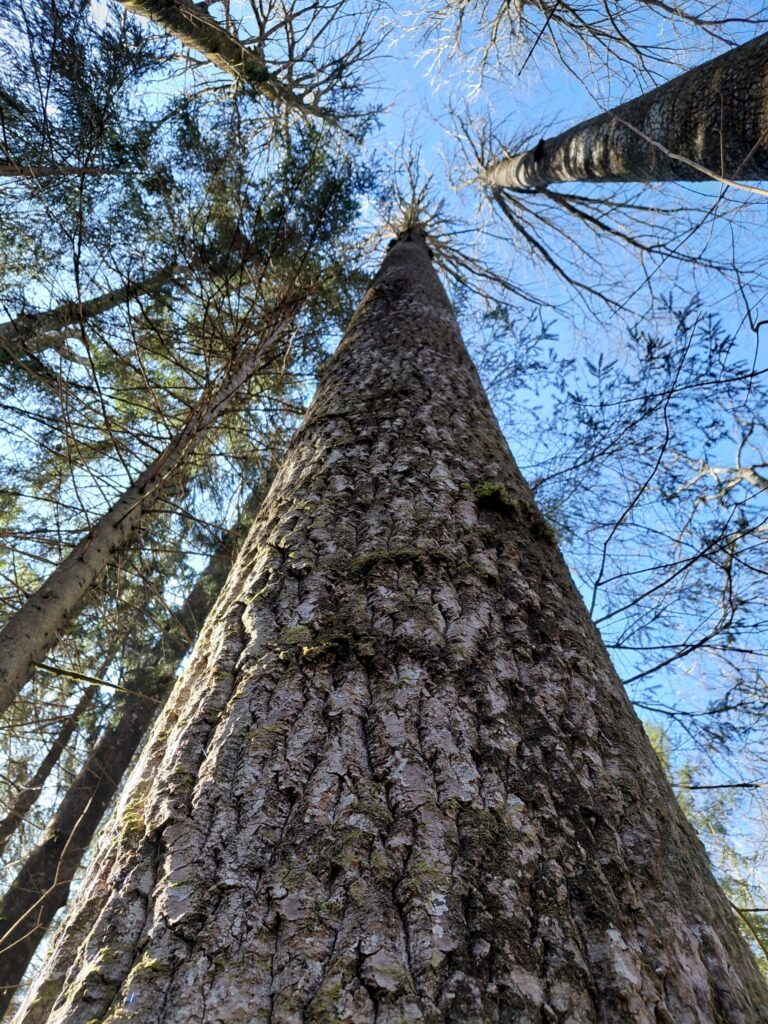 The trunk of Europe’s tallest aspen in the Nigula Nature Reserve, Pärnu County. Photo by the Estonian Environment Agency.